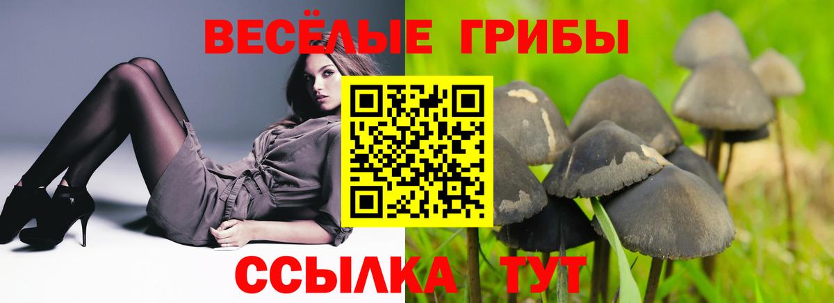 Псилоцибиновые грибы Cubensis Подольск